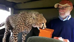 Der freundliche Raubtier: Warum Geparden niemals Menschen angreifen