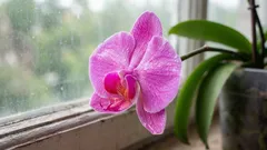 Die Orchidee ist verblüht – schneiden Sie den Blütenstiel noch nicht ab: Es gibt einen wichtigen Punkt zu beachten