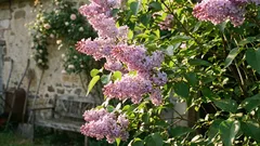 Flieder, der problemlos wächst und blüht – wichtige Tipps für jeden Gärtner