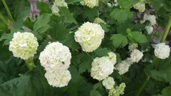 Zurückgeschnitten – und es blüht nicht: Welche Sträucher sollten im Frühling nicht geschnitten werden?