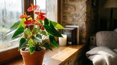 Die Anthurie blüht monatelang, wenn man diese Pflegetipps beachtet