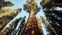 2000 Jahre Leben: Die Geschichte eines Baumes, der ganze Epochen überdauert hat