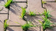 Unkraut dringt immer wieder zwischen den Fliesen durch – ein bewährtes Mittel, um es zu bekämpfen