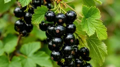 Warum schwarze Johannisbeeren mehr sind als nur eine leckere Beere und wie sie Ihrer Gesundheit zugutekommen