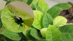 Die Mücken verschwinden aus Ihren Blumentöpfen: wirksame Methoden für jeden Haushalt